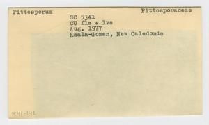 [Pittosporum in New Caledonia, envelope IE41-142]
