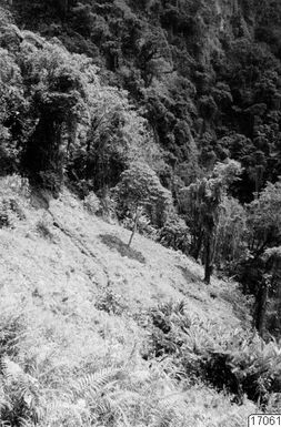 ["dal, klövjestig, stig, landskap, fotografi, photograph"]