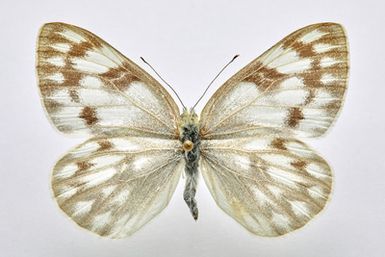 ["Pontia protodice (Boisduval and Le Conte, 1830) - femelă"]