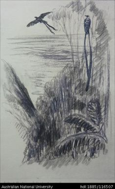 Birds of Paradise - Highland valley, N.G