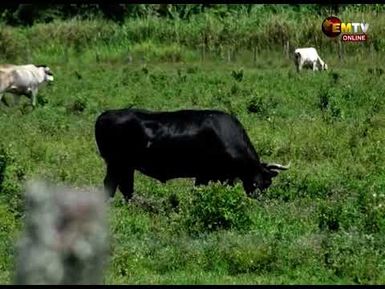 AGRIBUSINESS PATHWAYS