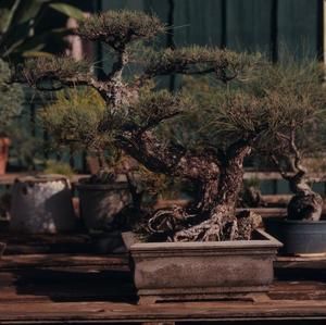 [Unidentified species of Bonsai in planter from Lihue, United States]