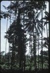 Betel nut and coconut palm trees