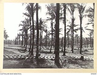 PALMALMAL, JACQUINOT BAY, NEW BRITAIN. 1945-09-01. HUNDREDS OF 44 GALLON DRUMS OF PETROL AT THE BULK ISSUE PETROL AND OIL DEPOT, 5 BASE SUB-AREA UNDER THE BREEZE SWAYED PALM TREES OF THE ..