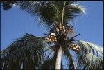 Man on top of coconut palm tree