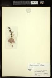 Jania verrucosa