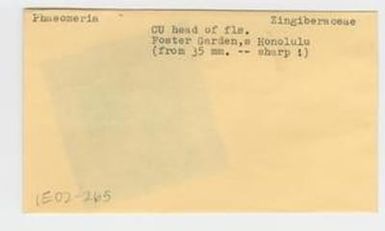 [Phaeomeria in Hawaii, envelope IE02-265]