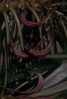 [Cyanea close-up from Wiliwilinui Ridge, United States]