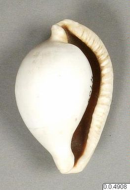 ["Penissnäcka, snäcka, shell"]