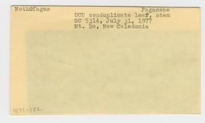 [Nothofagus in New Caledonia, envelope IE41-122]