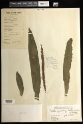 Phreatia cylindrostachya