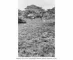 Richard Billings walking across a clearing on Enjebi Island, summer 1964.