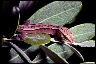 Gecko sp.