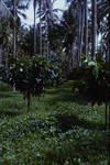 Young cocoa trees interplanted under coconut palms, Bougainville, [Papua New Guinea, c1960 to 1965?]