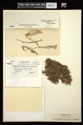 Dictyopteris plagiogramma