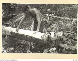 ALEXISHAFEN, NEW GUINEA. 1944-05-10. NX123706 CORPORAL J.C. HEWETT, HEADQUARTERS 8TH INFANTRY BRIGADE (1), DOING HIS WASHING ON THE TRUNK OF A COCONUT PALM WHICH WAS KNOCKED DOWN IN AN ALLIED ..