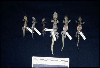 6 gecko specimens