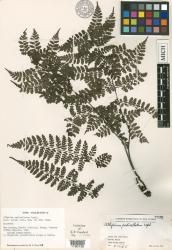 Diplazium pedicellatum