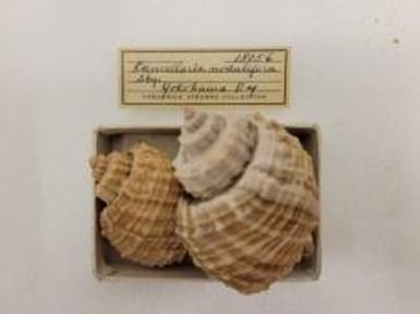 Cancellaria; nodulifera