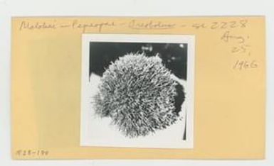 [Oreobolus in Hawaii, envelope IE28-170]