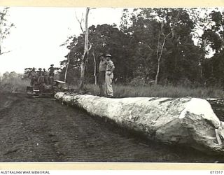 LAE, NEW GUINEA. 1944-03-30. AN 80 FOOT TAUN LOG BEING HAULED FROM THE FOREST TO THE MILL BY A D.7 CATERPILLAR TRACTOR OPERATED BY MEMBERS OF THE 59TH CORPS FIELD PARK COMPANY