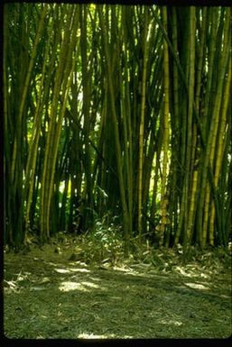 FOR DIG. Bamboo in French Polynesia. Photo by Jules Strauss/California Academy of Sciences.