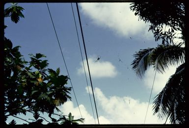 Spider, Levuka, Fiji, 1971