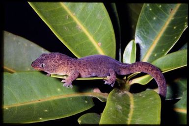 Gecko sp.