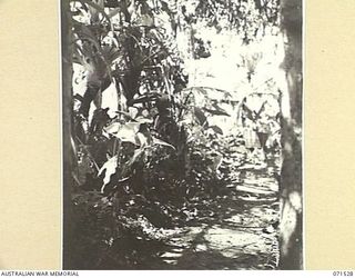 KOITAKI, PORT MORESBY AREA, PAPUA, NEW GUINEA. 1944-03-27. THE TROPICAL FERNERY IN THE GARDENS OF THE AUSTRALIAN ARMY EDUCATION SERVICE AT THE 113TH CONVALESCENT DEPOT WITH A BREAD-FRUIT TREE IN ..