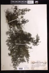 Vandenboschia maxima