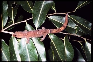 Gecko sp.