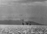 Image from a sea battle involving Japanese Air Forces and U.S. Naval Forces during the battle of Guadalcanal, August 1942