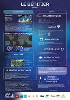 Le bénitier (poster)