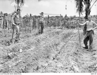 SWAN BEACH, JACQUINOT BAY. NEW BRITAIN. 1944-12-10. 2 FIELD AMBULANCE, AUSTRALIAN ARMY MEDICAL CORPS TROOPS ALONGSIDE A VEGETABLE GARDEN CONTAINING PEAS, BEANS, AND WATERMELONS CULTIVATED IN A ..