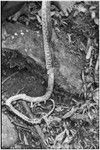 Snake, which has been partially skinned