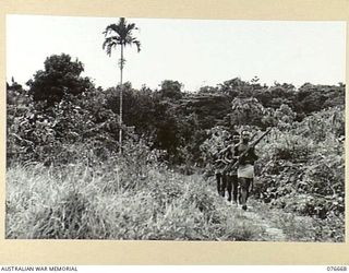 JACQUINOT BAY, NEW BRITAIN. 1944-11-04. AN AUSTRALIAN NEW GUINEA ADMINISTRATIVE UNIT POLICE PATROL MOVING ALONG A TRACK NEAR THE MALMAL MISSION