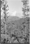 Bismarck Range mountains, view from garden