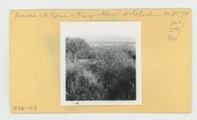 [Nototrichum in Hawaii, envelope IE26-158]