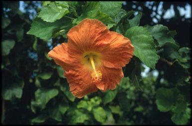 Bright orange flower with yellow stigma