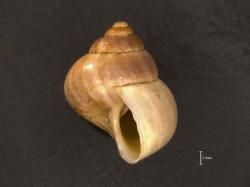 Pseudocyclotus; novaehiberniae