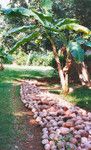 Long Row of Coconuts