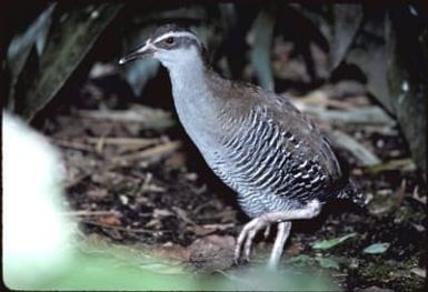 Guam Rail