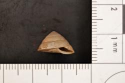 Trochomorpha; contigua