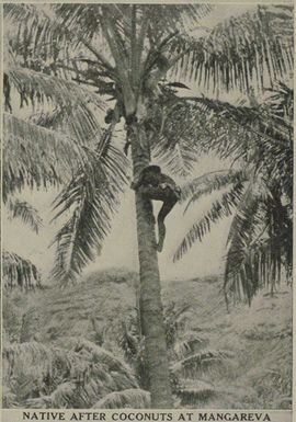 A Gambier islander climbing a coconut palm tree on the island of Mangareva