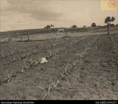 Trial plot No.1 on sea side of Lautoka to Nadi tramline