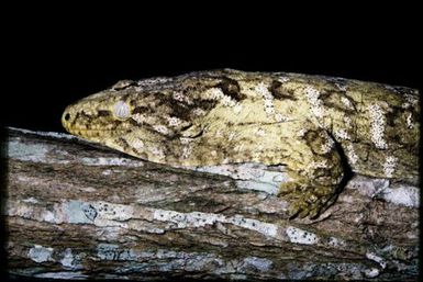 Rhacodactylus leachianus