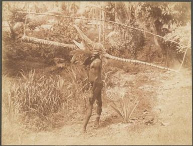 Man wearing a Baining dance head dress, East New Britain Island, Papua New Guinea, probably 1916