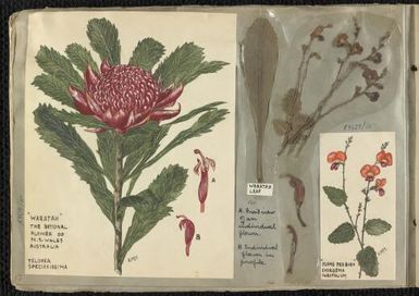 Albums of watercolour drawings of plants, birds and insects with botanical specimens / collected and painted by Ida McComish FRGS