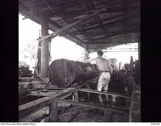 DONADABU, NEW GUINEA. 1943-11-09. N198109 SAPPER L. M. CASEY, SAWYER, PUTTING A BIG LOG OVER THE BREAKING DOWN BENCH AT THE EILOGO SAWMILL, WHICH IS OPERATED BY THE 9TH AUSTRALIAN WORKSHOPS AND ..