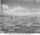 Scientists wading in reef around Namu Island to net poisoned fish, 1947